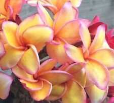 Golden whisper talea usato  Milazzo
