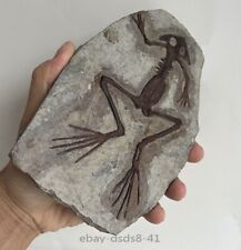 Unique real frog d'occasion  Expédié en Belgium