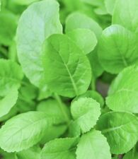 2000 tendergreen mustard for sale  Lakewood