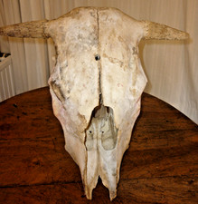 Großer stierschädel schädel gebraucht kaufen  Hauneck