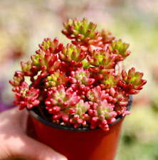 Jelly bean succulent for sale  San Diego