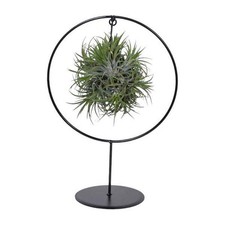 Luftpflanze tillandsia ring gebraucht kaufen  Düsseldorf