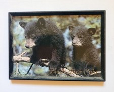 Black bear cubs for sale  Lancaster
