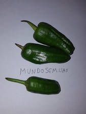 PIMIENTO DE PADRON deliciosos  1000 Semillas seeds comprar usado  Enviando para Brazil