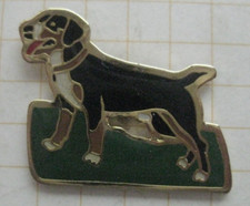 Beagle hund dog gebraucht kaufen  Münster