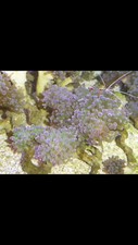 Coral for sale  Jenison