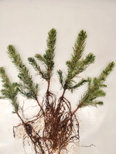 Colorado blue spruce for sale  La Grande