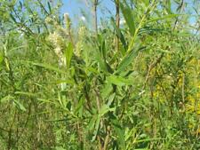 Usado, Boutures Saule des Vanniers, Saule Osier, Osier Vert, Vime, Salix viminalis comprar usado  Enviando para Brazil