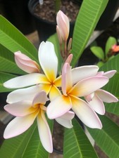 Rare plumeria cuttings for sale  Dallas