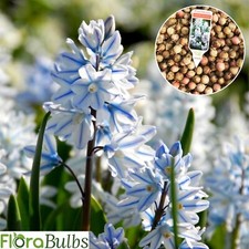 Puschkinia libanotica bulbs for sale  WISBECH