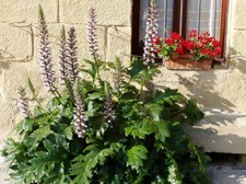 Bear breeches acanthus for sale  Elko