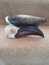 Taxidermy skeleton bones for sale  SAXMUNDHAM