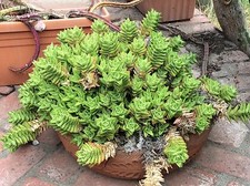Aloe juvenna zanzibarica for sale  Long Beach