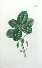 Antique botanical print for sale  SHREWSBURY
