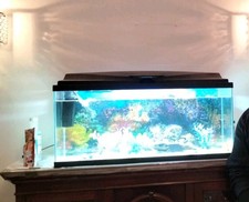 80liter aquarium fish for sale  WOLVERHAMPTON
