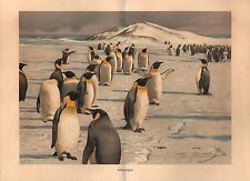 Kaiserpinguin aptenodytes fors gebraucht kaufen  Lauenburg/ Elbe