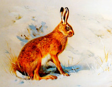 hare painting for sale hare painting for sale NELSON