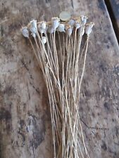 English dried flower for sale  HEREFORD