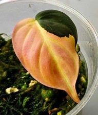 Schöne philodendron micans gebraucht kaufen  Obertshausen