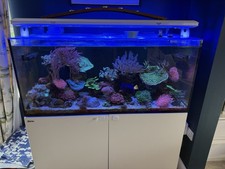 Salt water fish for sale  FAVERSHAM