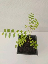 Organic curry leaf for sale  Plano