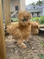 Silkie hatching eggs for sale  Piney Flats