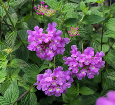 Lantana trailing lavender for sale  Hudson