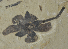 Unidentified flower fossil for sale  Salt Lake City
