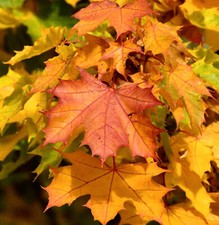 Acer platanoides acero usato  Napoli