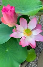 Thai white pink for sale  EXETER