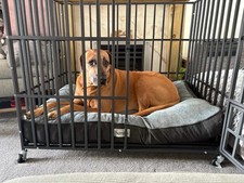 Dog cage black for sale  HALSTEAD