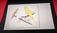 Perruches ondulées albino d'occasion  Luzech