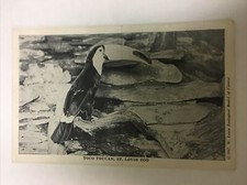 Cartão postal vintage Toco Toucan St. Louis Zoo Missouri comprar usado  Enviando para Brazil