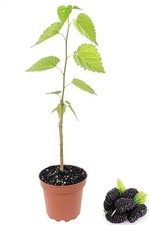 Everbearing mulberry tree for sale  USA