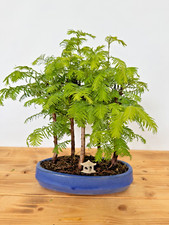 Bonsai metasequoia glyptostrob gebraucht kaufen  Böhl-Iggelheim