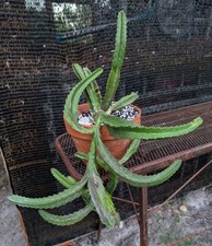 stapelia for sale stapelia for sale Punta Gorda