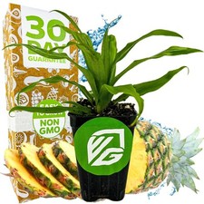 Florida special pineapple for sale  Lakeland