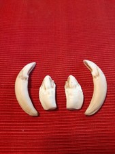Dents sanglier d'occasion  Dun-sur-Auron