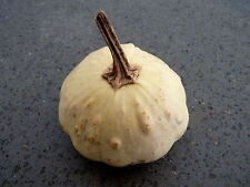 Zucca patission blanche usato  Italia