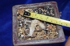 Euphorbia tulearensis root for sale  MILTON KEYNES