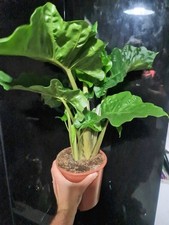 Low rider alocasia for sale  CRAWLEY