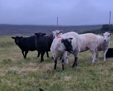 Raw wool shetland for sale  KIRKWALL