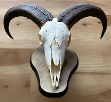 West texas aoudad for sale  York
