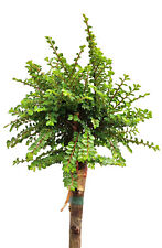 Chinesische ulme ulmus gebraucht kaufen  Uplengen