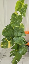 Giant gold pothos for sale  Opa Locka