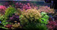 Live aquarium plants for sale  Stockton