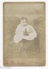 1890 baby cat for sale  Lampeter