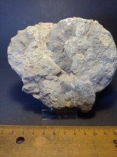 Ammoniten grab ceratites gebraucht kaufen  Mühlhausen/Thüringen