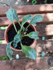 Hosta gemstone please for sale  ABERAERON