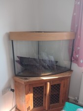 High quality fish for sale  DUDLEY